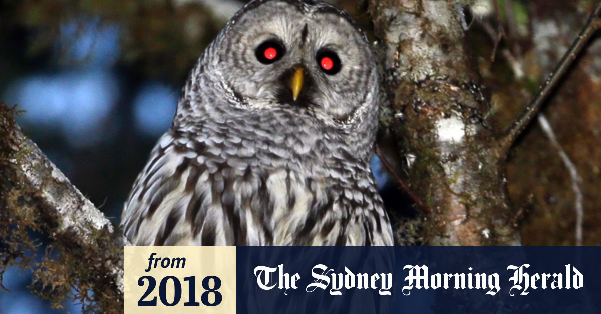 US court allows experiment to kill owls to save other owls